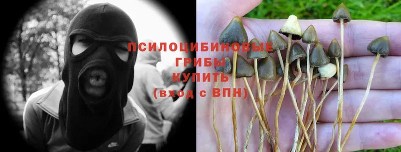 Галлюциногенные грибы Magic Shrooms  Болхов 